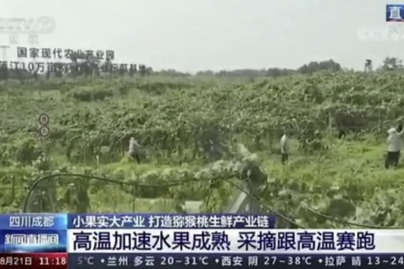 央視新聞中的天然蕓苔素、生物農藥助力綠色農業(yè)、品牌農產(chǎn)品更有價(jià)值
