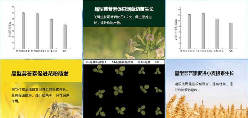 生物科技 賦能農業(yè)穩產(chǎn)保供——第十屆植物生長(cháng)調節劑發(fā)展與應用交流會(huì )在四川眉山召開(kāi)