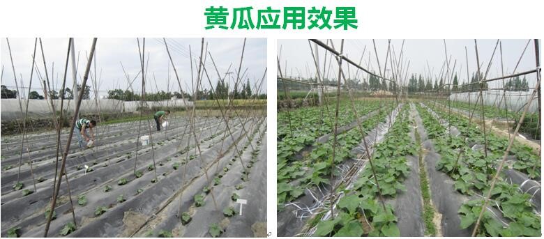 氨基寡糖素 - 植物的免疫衛士，根結線(xiàn)蟲(chóng)的克星