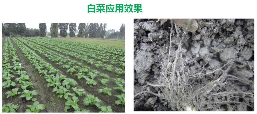 氨基寡糖素 - 植物的免疫衛士，根結線(xiàn)蟲(chóng)的克星