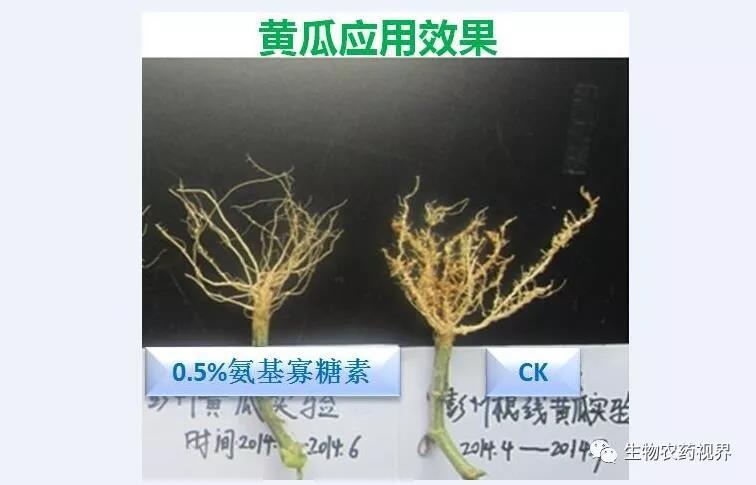 氨基寡糖素 - 植物的免疫衛士，根結線(xiàn)蟲(chóng)的克星
