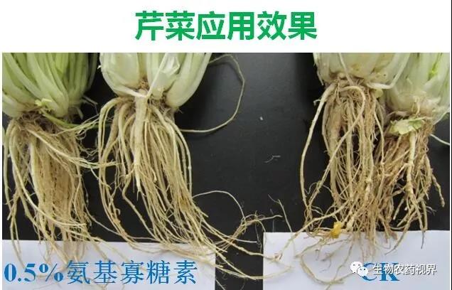 氨基寡糖素 - 植物的免疫衛士，根結線(xiàn)蟲(chóng)的克星