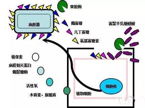 氨基寡糖素 - 植物的免疫衛士，根結線(xiàn)蟲(chóng)的克星