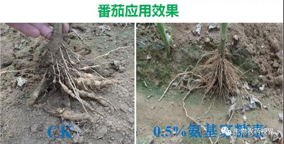 氨基寡糖素 - 植物的免疫衛士，根結線(xiàn)蟲(chóng)的克星