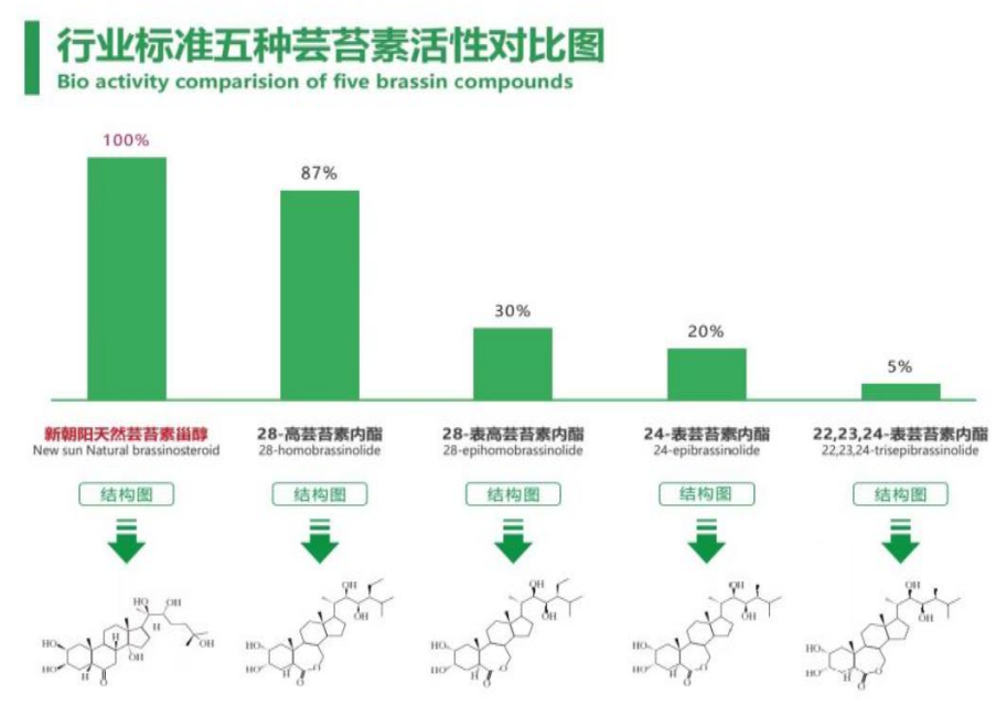 小麥拌種選新朝陽(yáng)天然蕓苔素，讓小麥高產(chǎn)贏(yíng)在起跑線(xiàn)上?。ㄐ←溤谑裁磿r(shí)候用蕓苔素效果最佳）