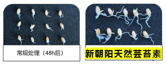 小麥拌種選新朝陽(yáng)天然蕓苔素，讓小麥高產(chǎn)贏(yíng)在起跑線(xiàn)上?。ㄐ←溤谑裁磿r(shí)候用蕓苔素效果最佳）
