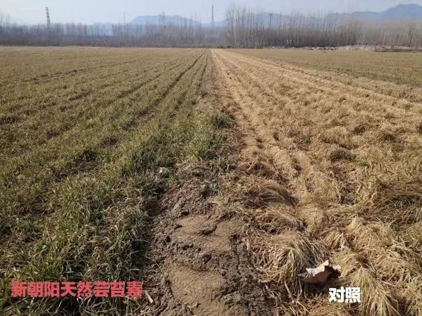 小麥拌種選新朝陽(yáng)天然蕓苔素，讓小麥高產(chǎn)贏(yíng)在起跑線(xiàn)上?。ㄐ←溤谑裁磿r(shí)候用蕓苔素效果最佳）