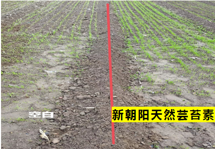 小麥拌種選新朝陽(yáng)天然蕓苔素，讓小麥高產(chǎn)贏(yíng)在起跑線(xiàn)上?。ㄐ←溤谑裁磿r(shí)候用蕓苔素效果最佳）