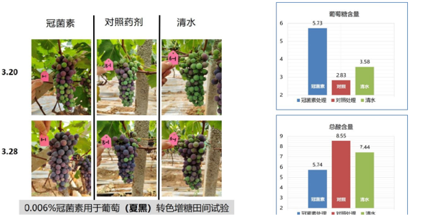 冠菌對素夏黑葡萄果實(shí)轉色品質(zhì)的影響